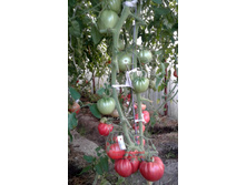 ����������� �������������