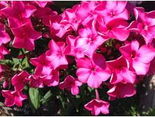 ���� ��� �������