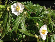 �������� �����