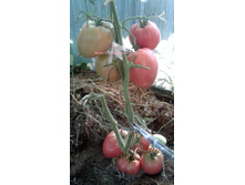 ��������� ������