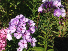 ���� ��� ���