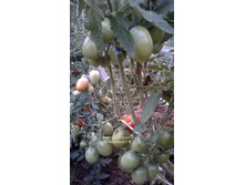 ��� ������