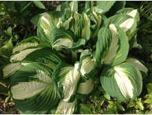 ����� ����� ����