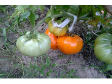 ��������� ����