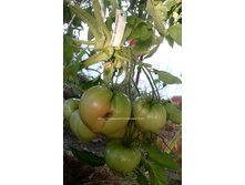 ���������� ������