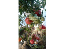 ����� �����