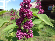 ������ �����������