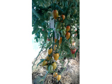 ���� ����