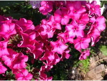 ���� ��� ������