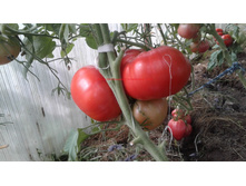 ������� �� �������