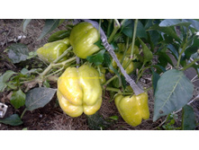 ����� �����