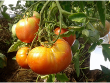 ������� ���