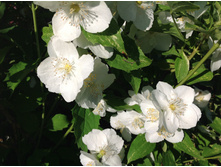 �������� �������� ������