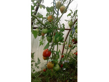 ��������� (��������)