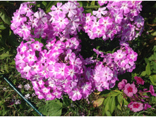 ������ ������