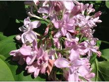 ������ ��������� �� ������ ����