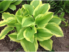 �����  ���� ������