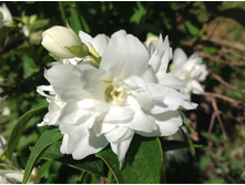 ������ �� �������