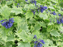 ������� Frosted Jade (�������)