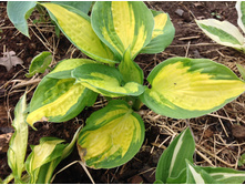 ����� �������� ����