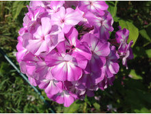 ������ ������