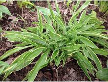 ����� ��������