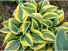 ����� ���� �����