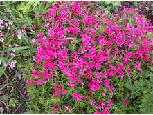 ����� ���������� ���������