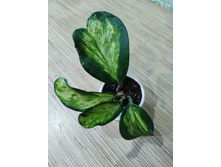 ���� �errii variegata 'Chanrit's Choice'