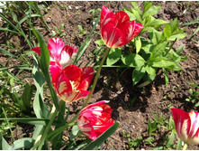 ������� ����������