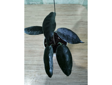 ���� onychoides.