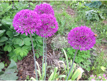 ��� ������������