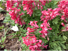 �������� �������