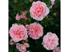 Home and Garden ���� 9,58 ���� �������� 2 ��.jpg