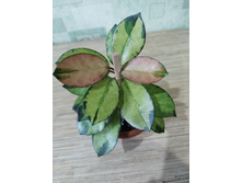 ���� Australis Lisa .