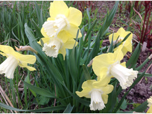 ������� ���� �����