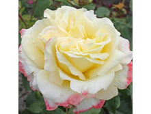 Athena ���� 9,58 ���� �������� 2 ��.jpg