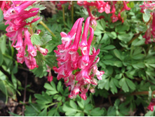 �������� �������