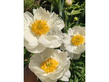 IMG 20220623 100910.jpg