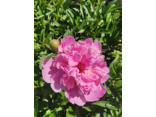 IMG 20220623 095928.jpg