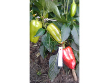 ���������� ����