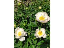 IMG 20220623 100307.jpg