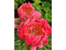 IMG 20220621 111041.jpg