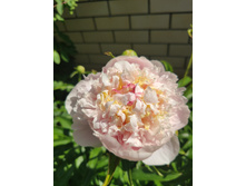 IMG 20220623 095939 1.jpg