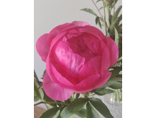 IMG 20220620 175508.jpg