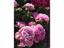 IMG 20220625 081745.jpg