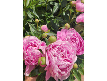 IMG 20220624 120945.jpg