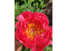 IMG 20220618 135006.jpg