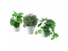 IKEA FEJKA �����