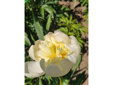 IMG 20220623 100344.jpg